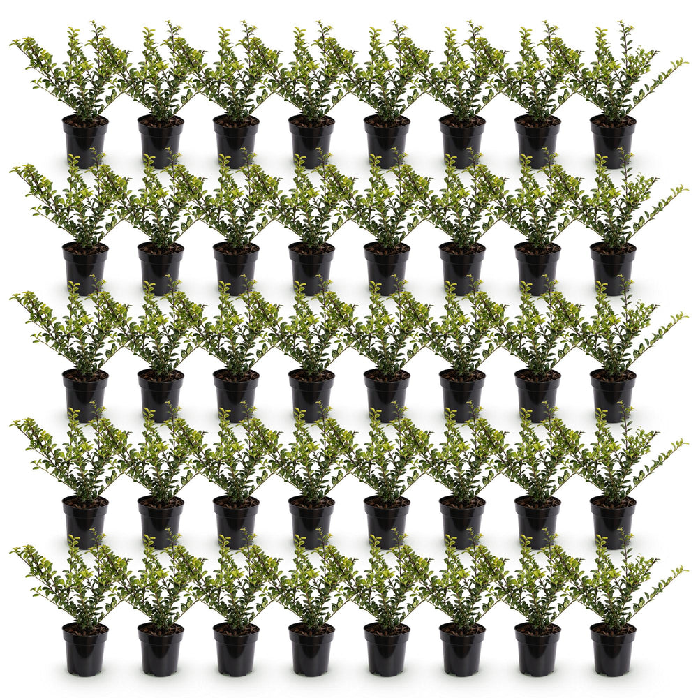 40 Ilex crenata Golden Gem Japanese holly plants in 9cm pots - view 2