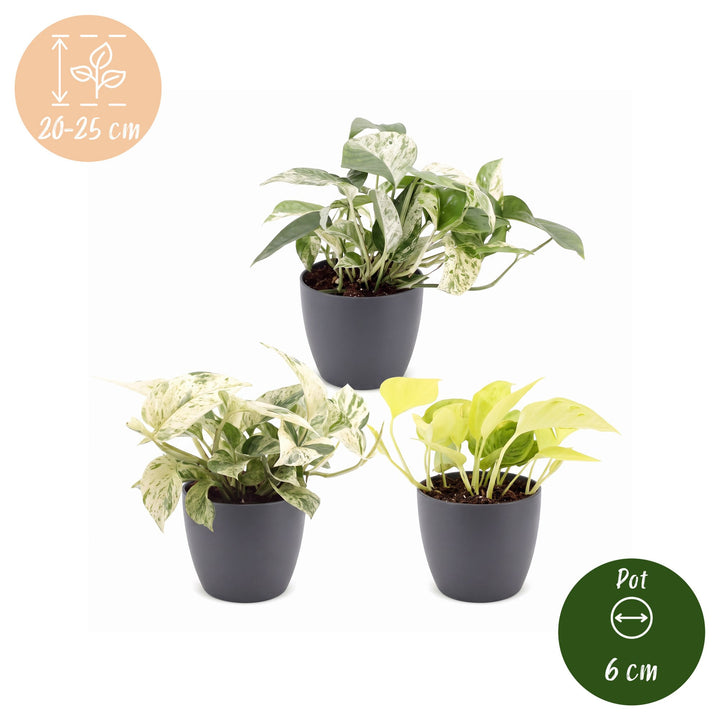 Epipremnum Tricolour indoor plants, pack of 3, image 5