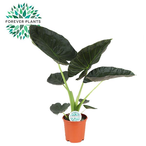 Alocasia Regal Shield 90cm — Elephant Ear in 21cm pot