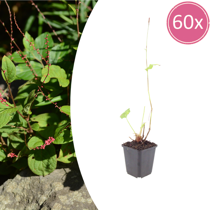 60x Persicaria a. 'Speciosa' - ↕10-25cm - Ø9cm