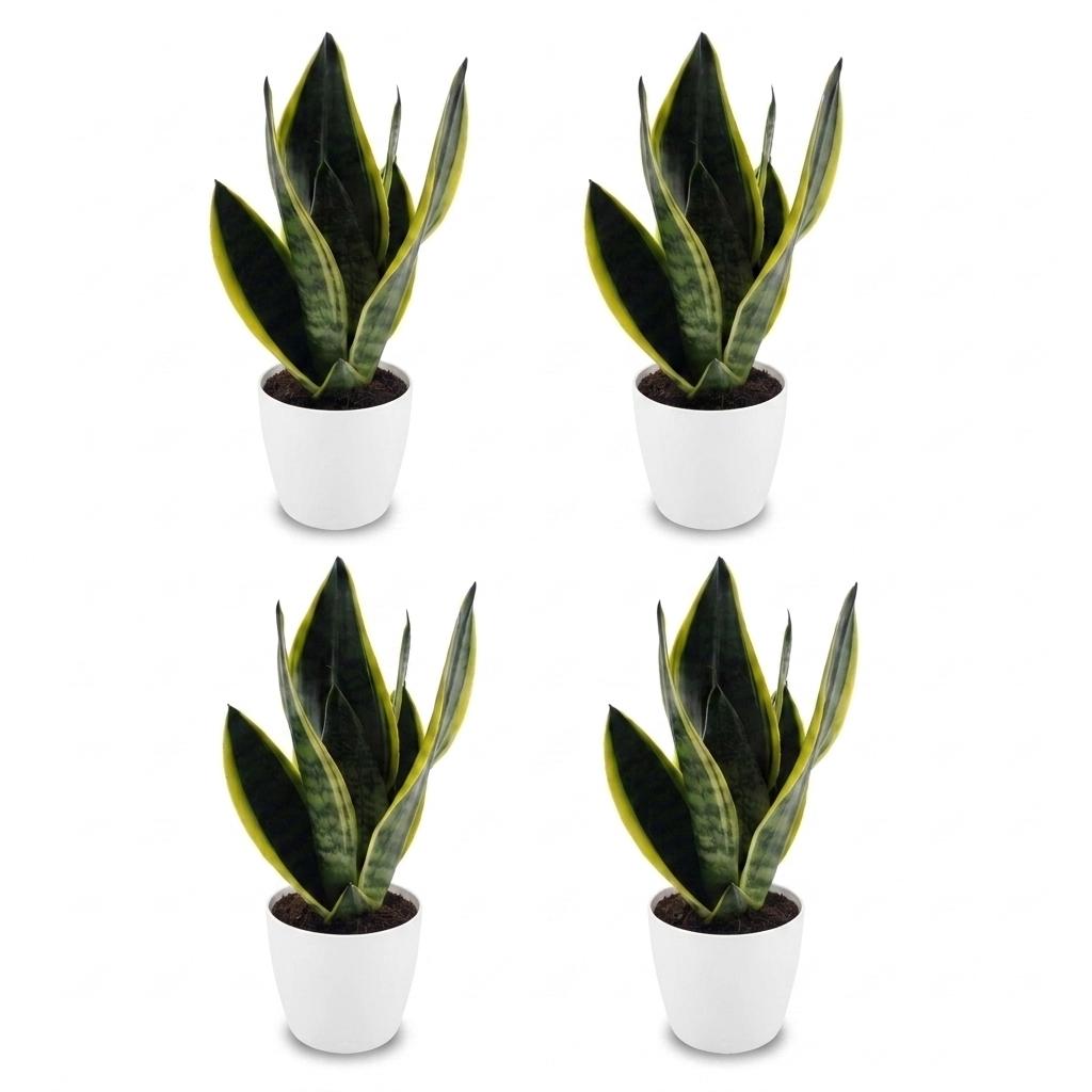 Sansevieria Future Superb - Snake Plant - 4 Plants - with White Potter - Pot 12cm - Height - 35cm