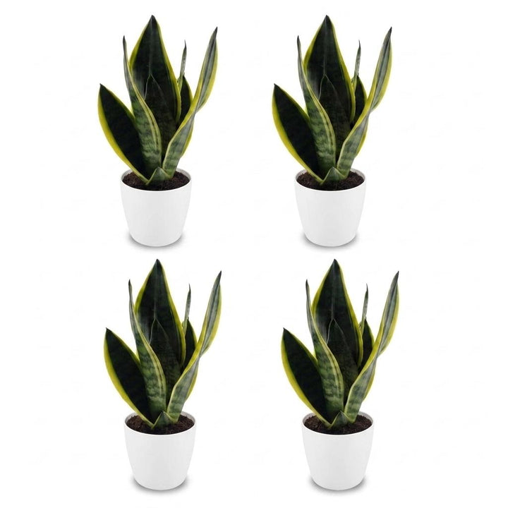 Sansevieria Future Superb - Snake Plant - 4 Plants - with White Potter - Pot 12cm - Height - 35cm