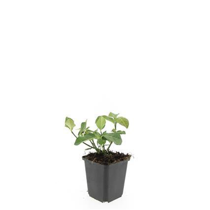 48x Euonymus fortunei 'Dart's Blanket' 10-25cm Evergreen Ground Cover