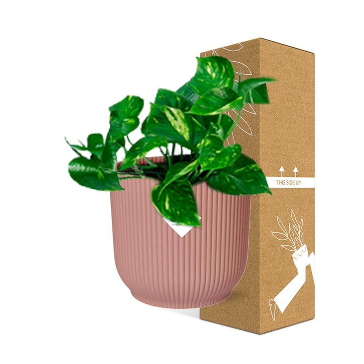 Golden Pothos (Epipremnum pinnatum 'Aureum') in a pink ELHO Vibes pot, view 4