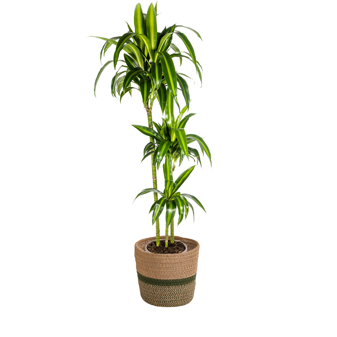 Dracaena Hawaiian Sunshine - Green Yellow Variegated - Ø24cm 130-150cm