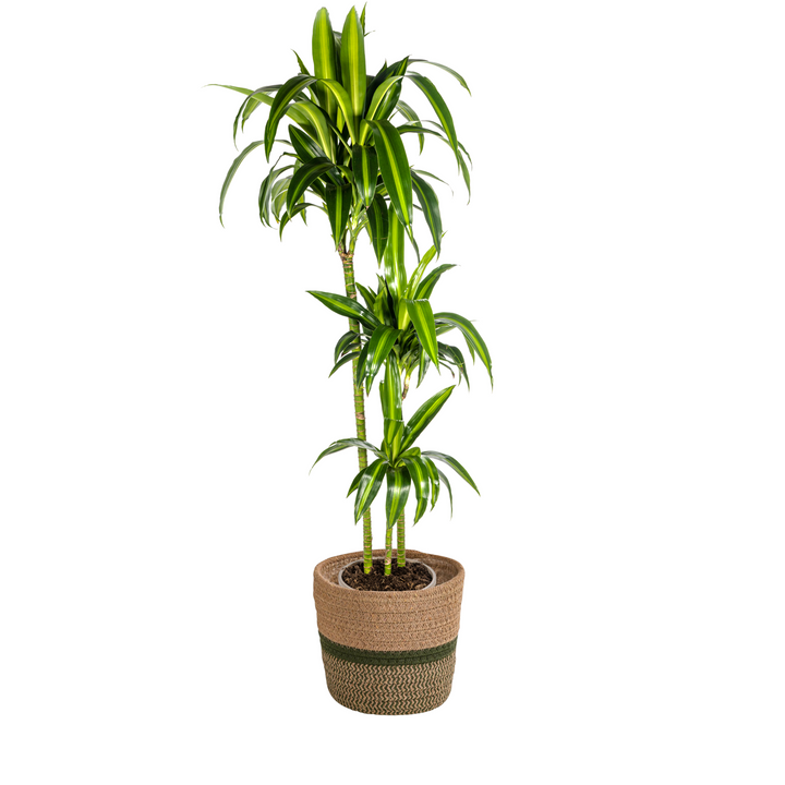 Dracaena Hawaiian Sunshine - Green Yellow Variegated - Ø24cm 130-150cm