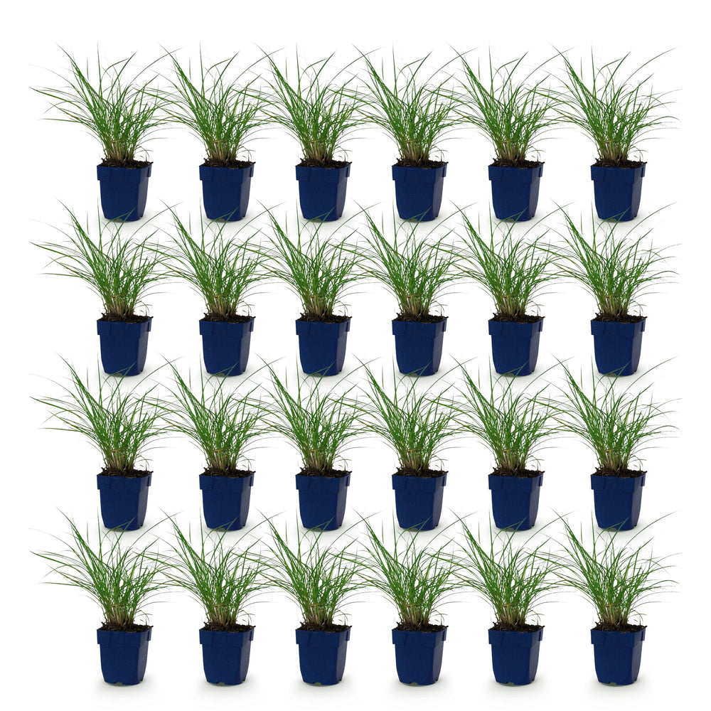 Pack of 24 Miscanthus sinensis 'Red Chief' maiden grass plants in 11cm pots - view 2