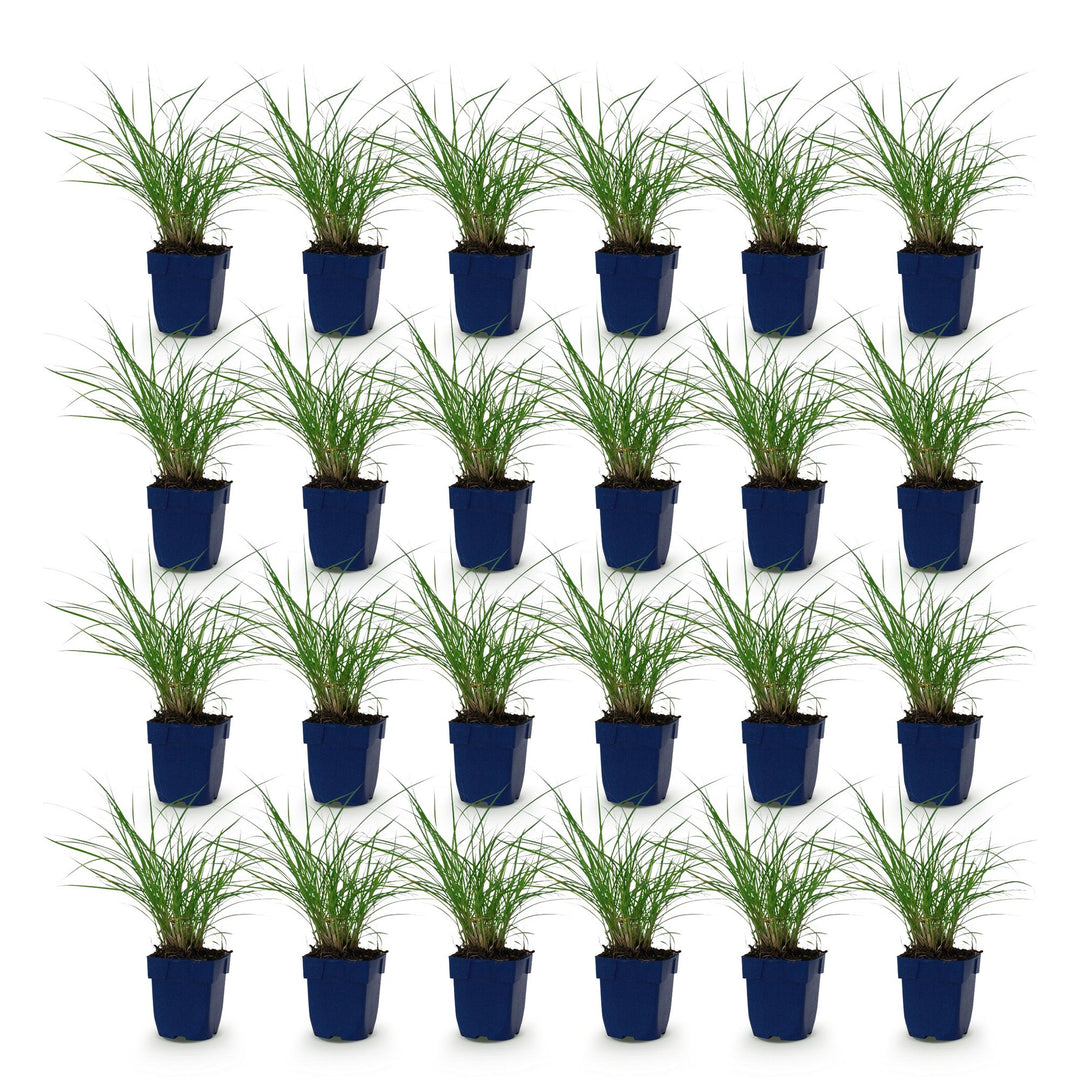 Pack of 24 Miscanthus sinensis 'Red Chief' maiden grass plants in 11cm pots - view 2
