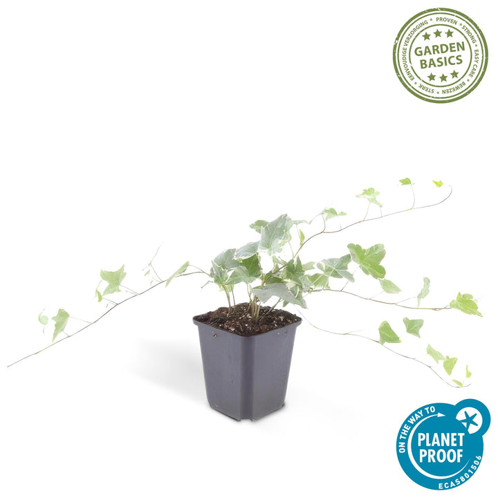 Hedera Helix Glacier Variegated Ivy Plants - 60 Pack 10-25cm
