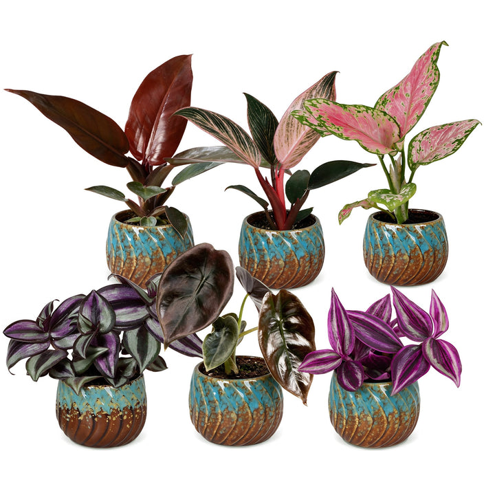 Baby Paradise Mix tropical houseplants, pack of 6, image 2