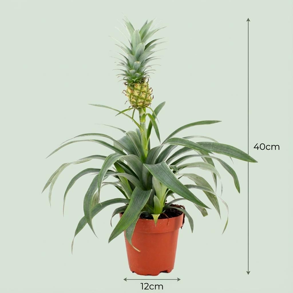 Ornamental Pineapple Plant 'Mi Amigo' - view 4