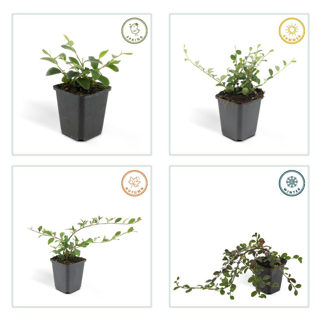 40x Cotoneaster Dammeri - Dense Evergreen Ground Cover - 9cm Pot