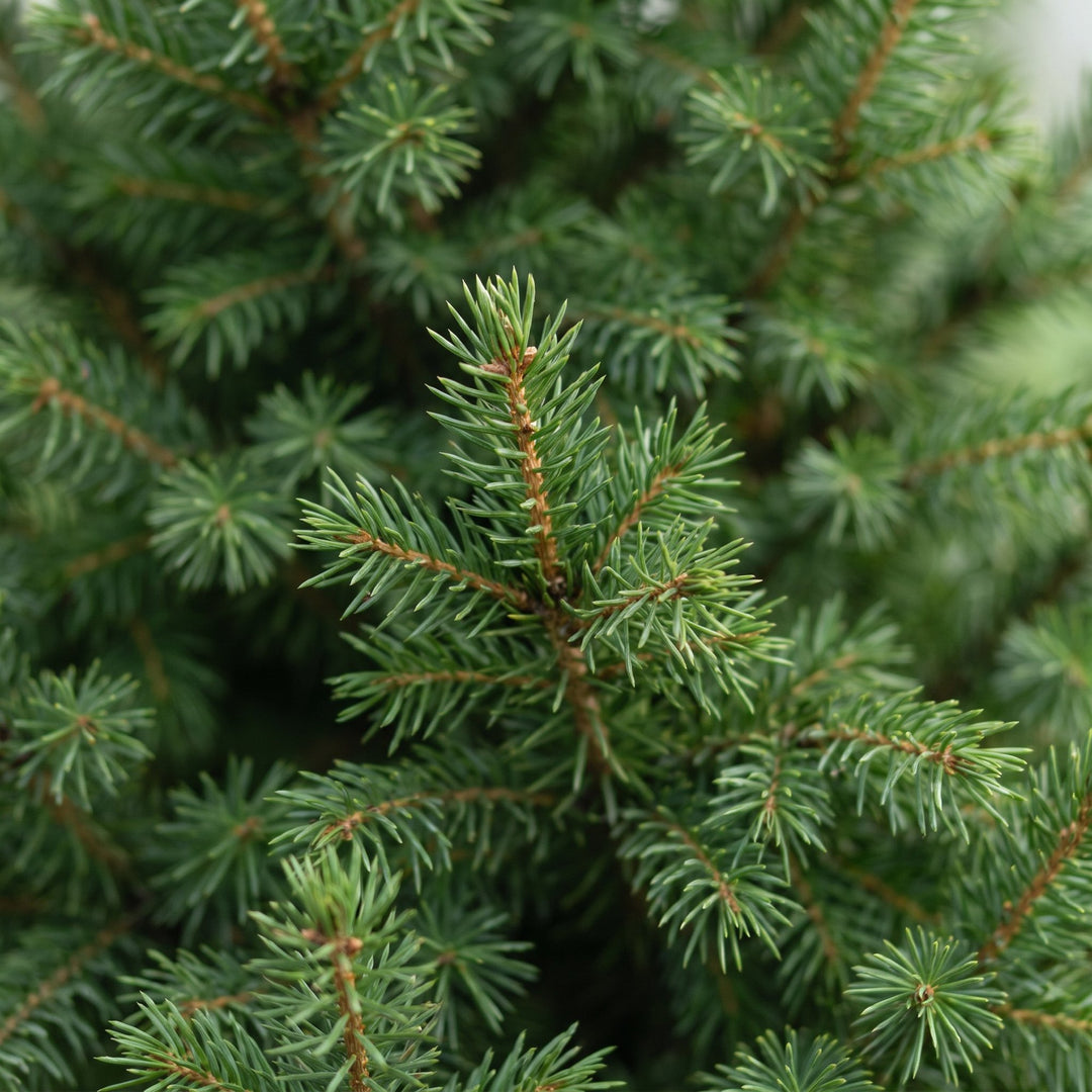 Pack of 2 potted dwarf spruce Christmas trees, 110cm in 26cm pots - view 4