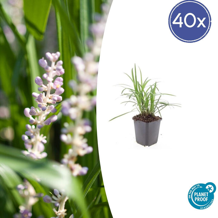 Liriope Muscari Monroe White - Evergreen Groundcover Plants