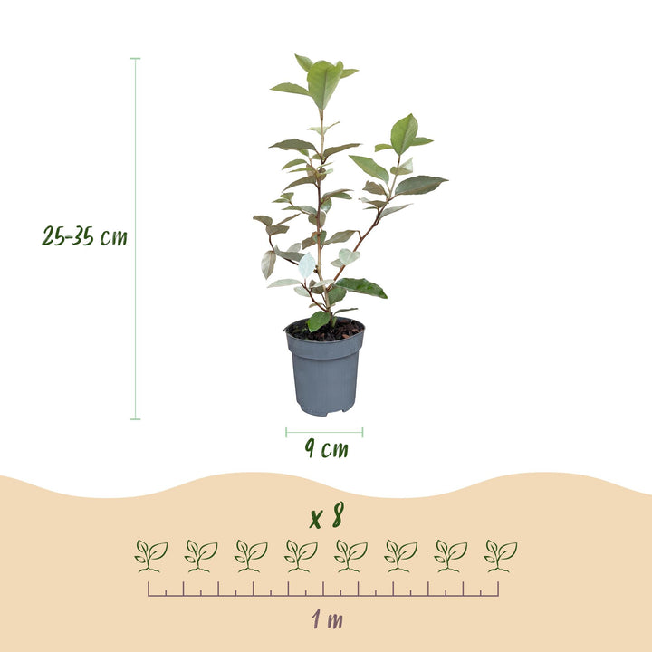 24 Elaeagnus ebbingei 'Compacta' hedging plants in 9cm pots, 25-35cm tall - view 4