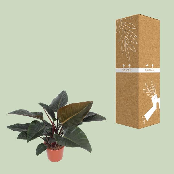 Philodendron Congo Red Plant - Air Purifying Houseplant 27cm Pot