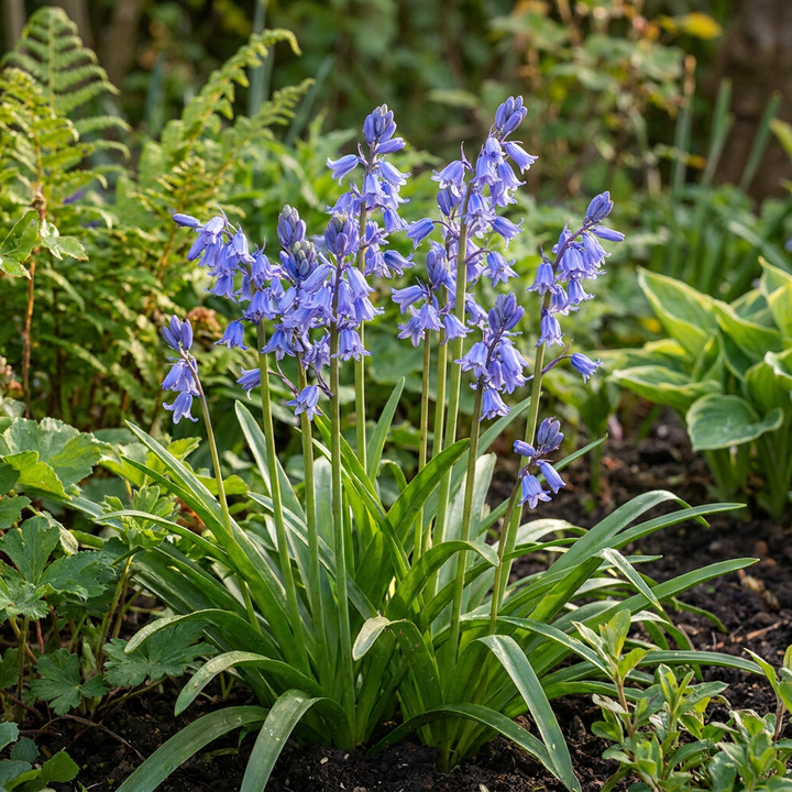 160x Hyacinthoides non Scripta - Jacinthe des bois - Bleu - Bulbe naturalisant - Calibre 7/8
