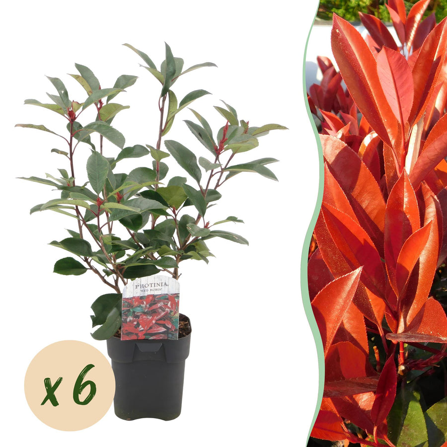 Photinia fraseri Red Robin hedge plants, pack of 6
