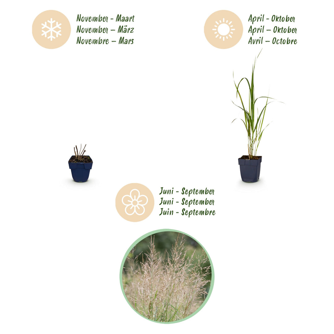 Pack of 24 Molinia arundinacea 'Karl Foerster' purple moor grass plants in 11cm pots - view 4