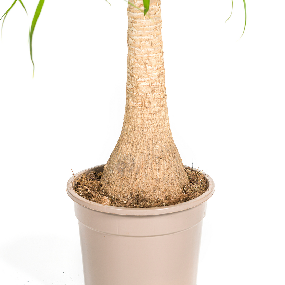 Beaucarnea Recurvata Stem 60-80cm — Ponytail Palm in 21cm pot, with basket