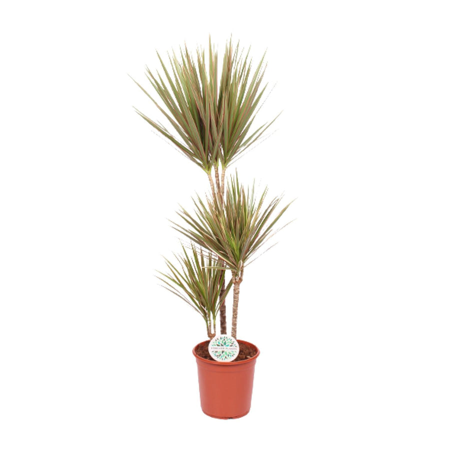 Dragon Tree (Dracaena)