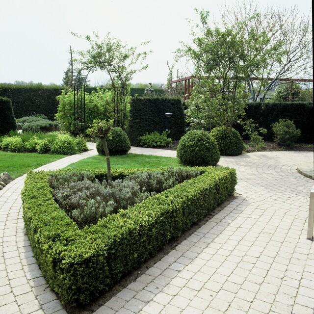 60x Buxus Sempervirens Boxwood Plants 10-25cm - Evergreen Hedge
