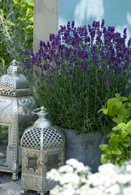 40x English Lavender Hidcote - Compact Purple Perennial - 9cm Pot