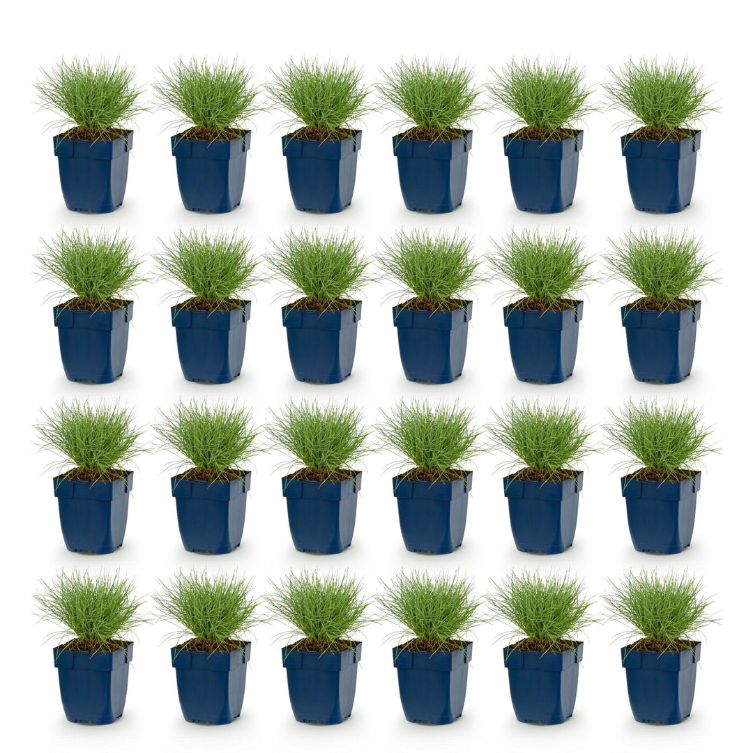 24x Festuca glauca blue fescue grass in 11cm pots - view 2