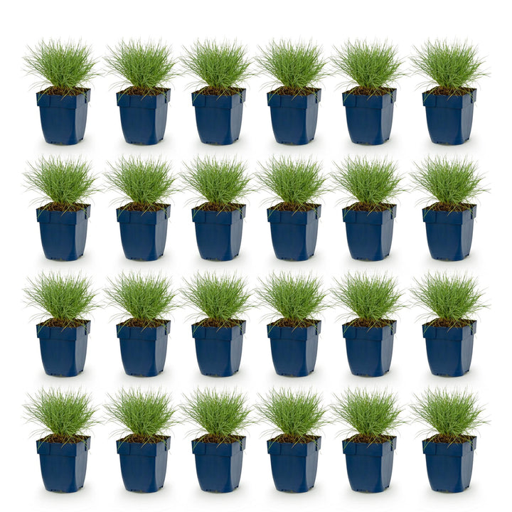 24x Festuca glauca blue fescue grass in 11cm pots - view 2