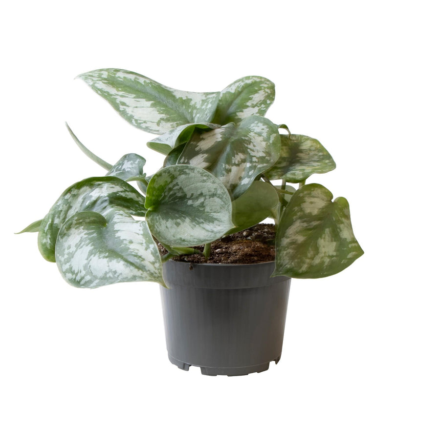Silver variegated Philodendron Scandens Pictus Trebie trailing plant with heart-shaped leaves by Everspring