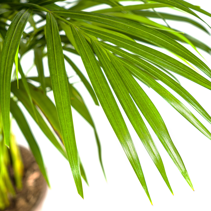 Areca Palm (Dypsis lutescens) - view 3