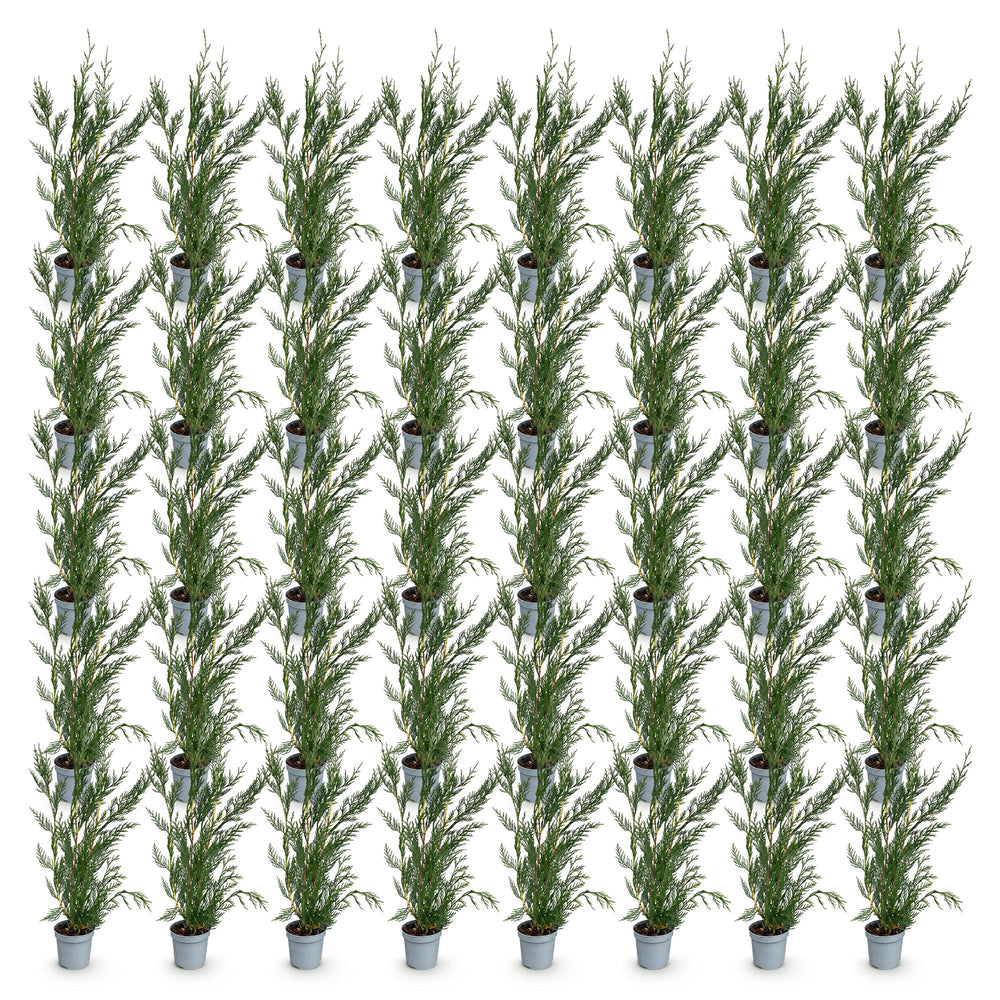 40 x Cuprocyparis leylandii '2011' Leyland cypress plants in 9cm pots, 30-40cm tall - view 2