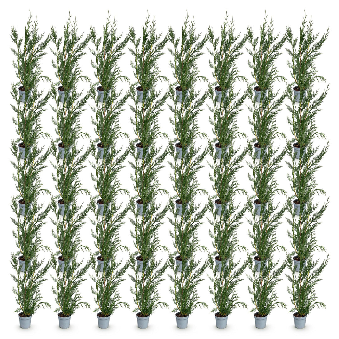 40 x Cuprocyparis leylandii '2011' Leyland cypress plants in 9cm pots, 30-40cm tall - view 2