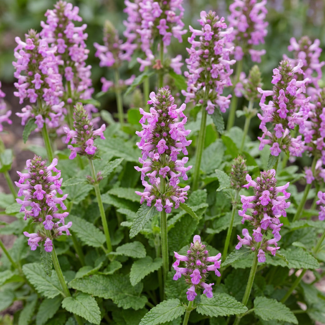 Pack of 24 Stachys officinalis 'Ukkie' betony plants in 11cm pots - view 5