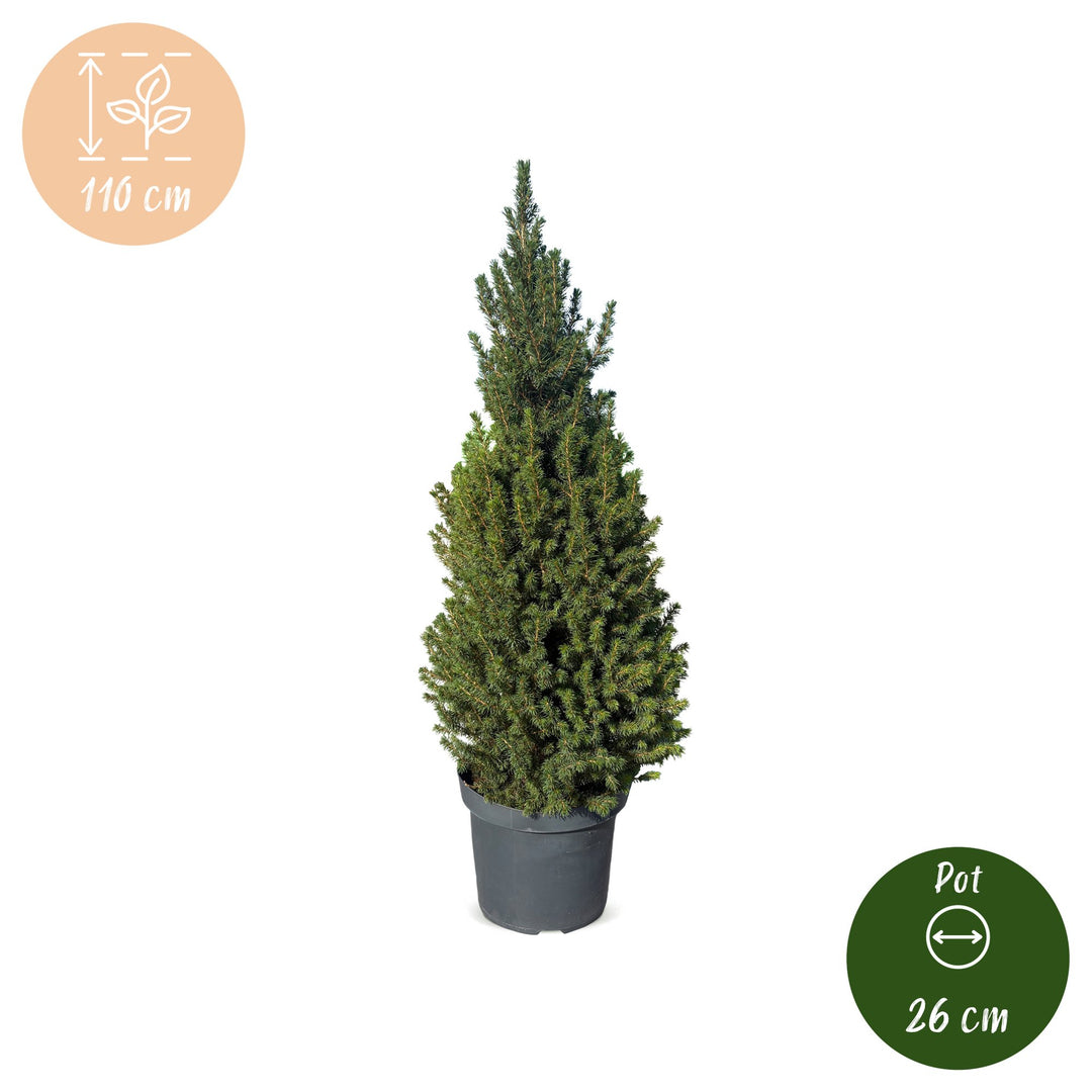 Picea glauca Conica Dwarf Alberta Spruce Christmas tree in 26cm pot, image 5