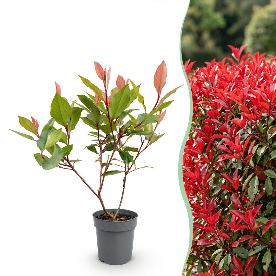 24 Photinia fraseri Little Red Robin plants in 9cm pots - view 3