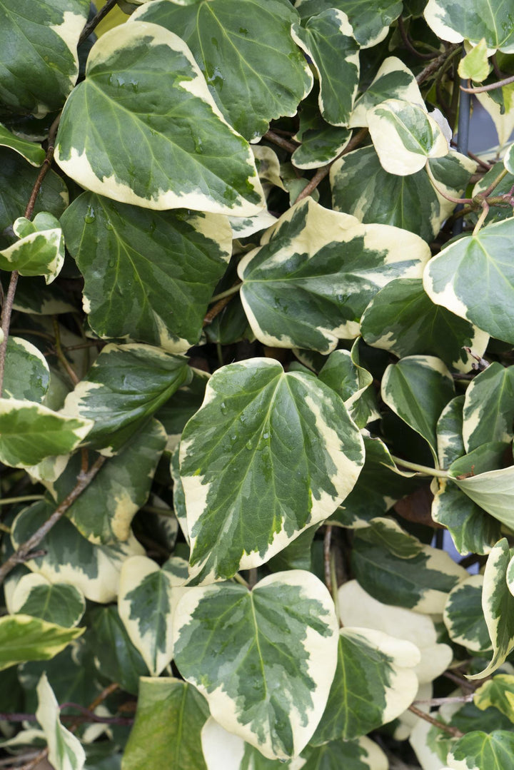 4x Hedera Ivy Colchica Dentata Variegata 65cm - Variegated Ivy Plants