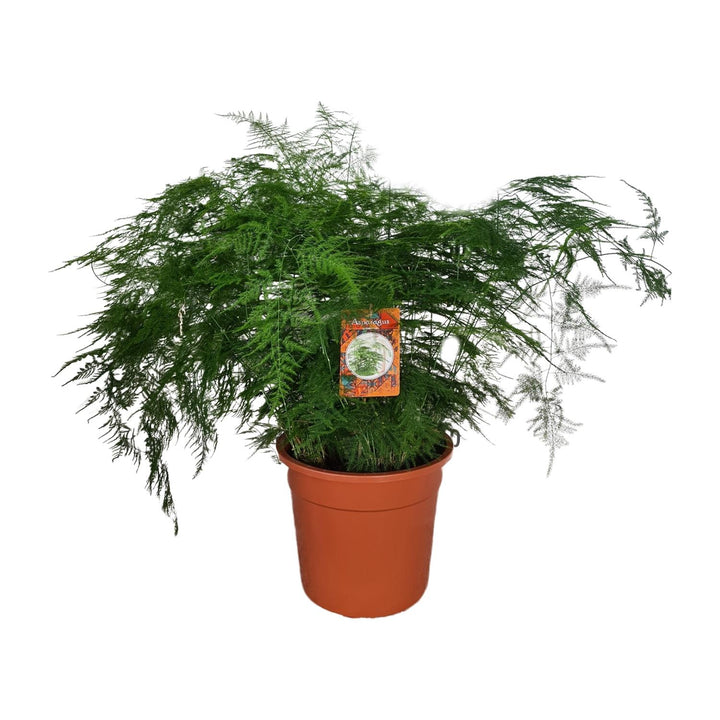 70cm tall Everspring asparagus fern plant with feathery green foliage, ideal for indoor air purification.