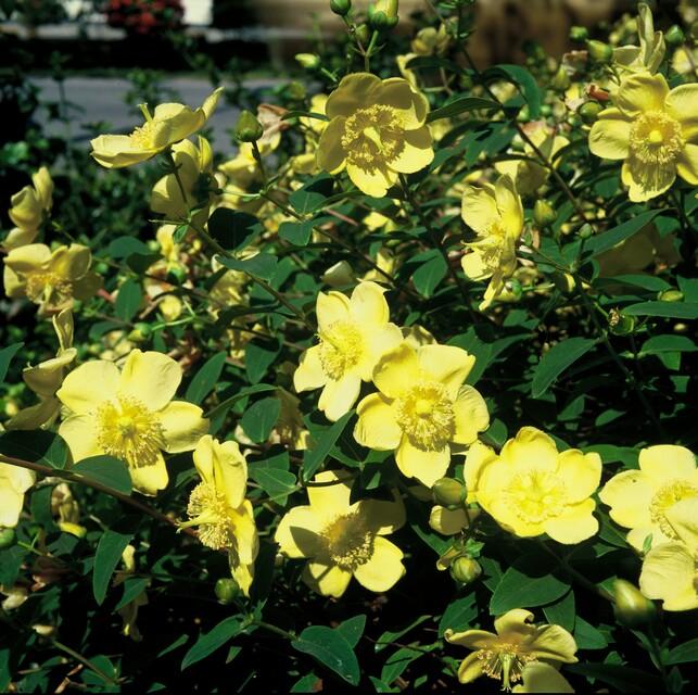 Hypericum 'Hidcote' with bright yellow cup-shaped flowers and green foliage in sunlight, young plant in 9cm pot