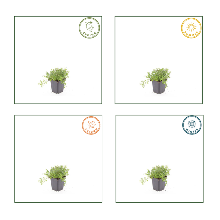 60x Thymus Serpyllum - Purple Creeping Thyme - 9cm Pot - 10-25cm