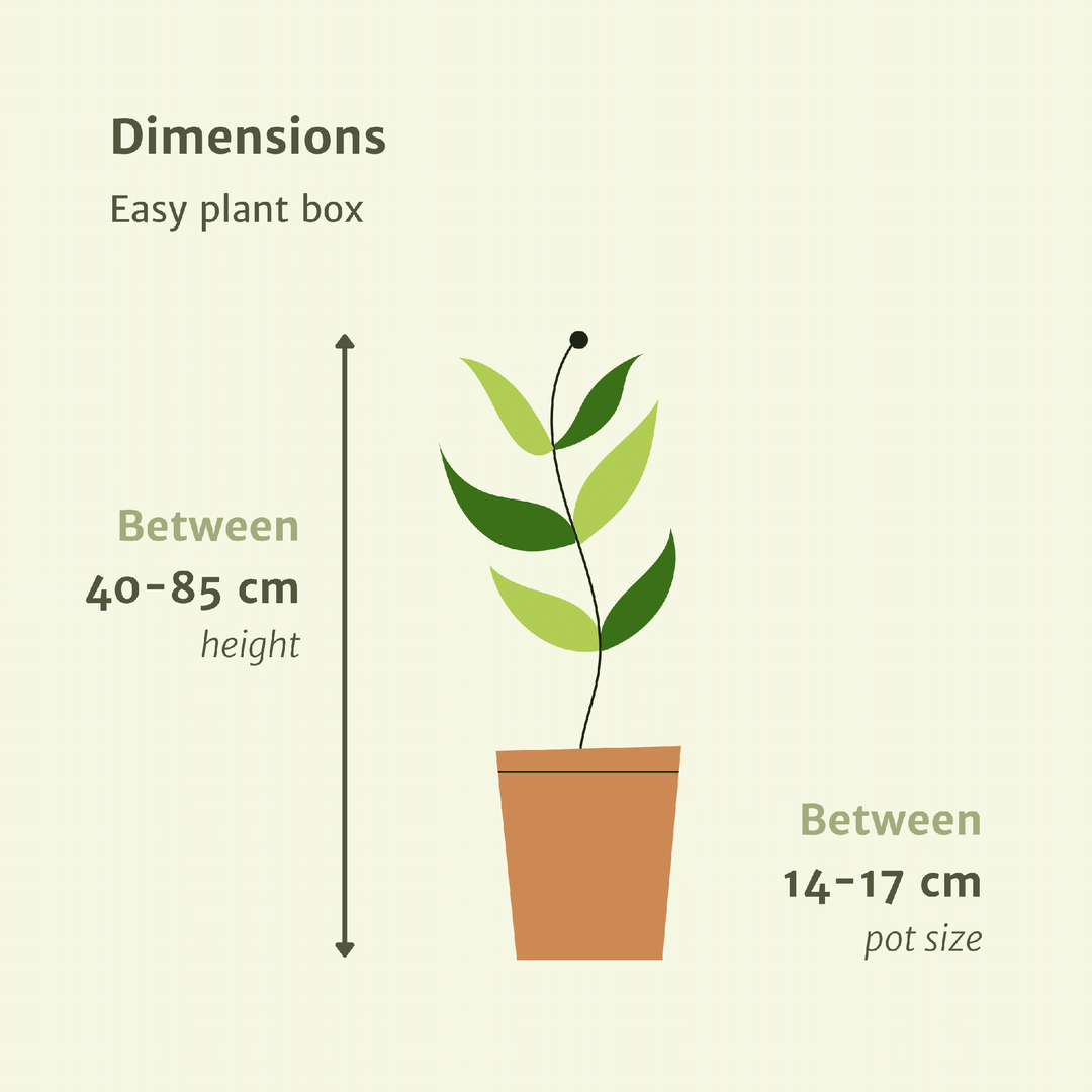 Low Maintenance Houseplant Set - 4 Easy Care Indoor Plants