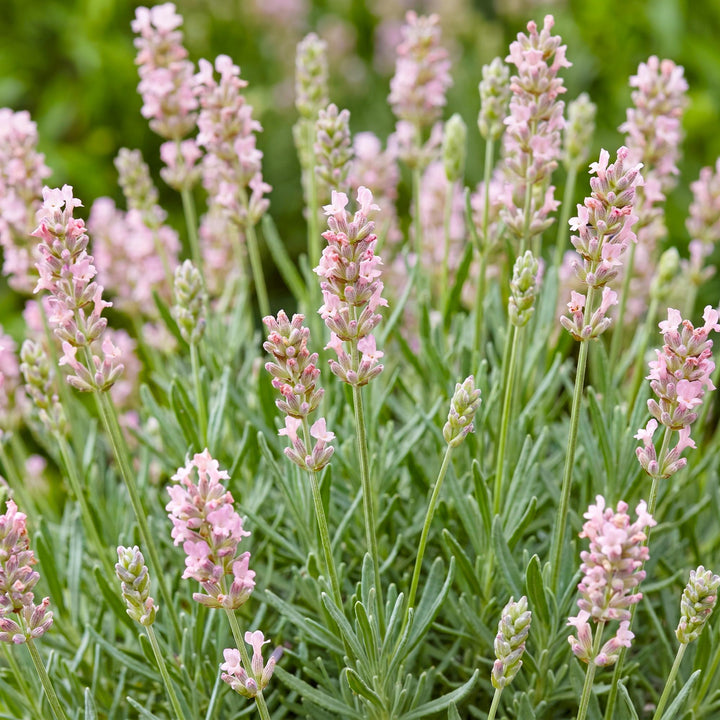 Pack of 24 Lavandula angustifolia 'Rosea' pink lavender plants in 11cm pots - view 5