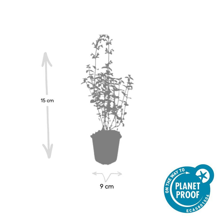 48x Nepeta 'Walker's Low' - ↕10-25cm - Ø9cm