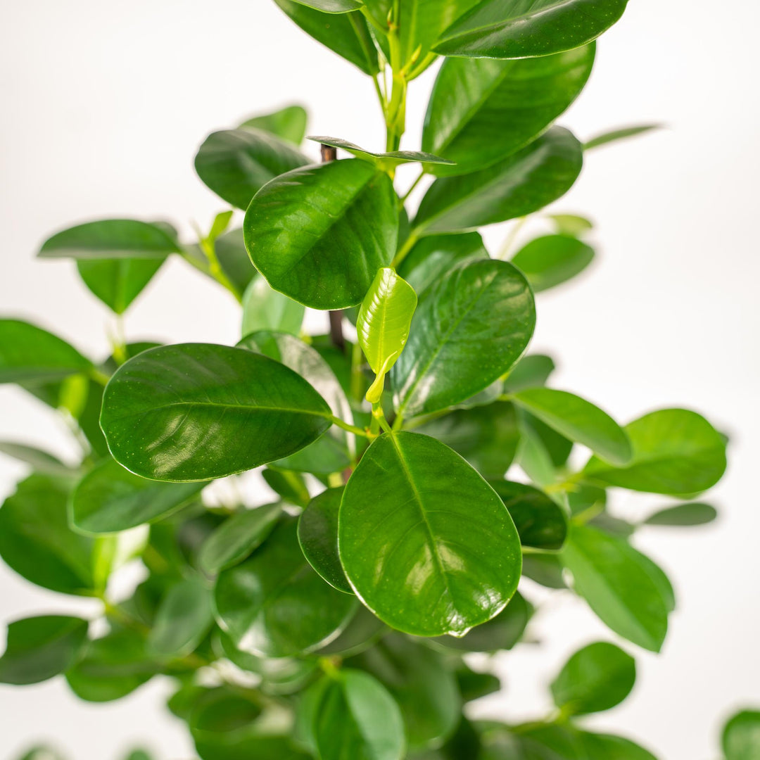 Ficus Microcarpa Moclame 95cm - Air Purifying Indoor Plant