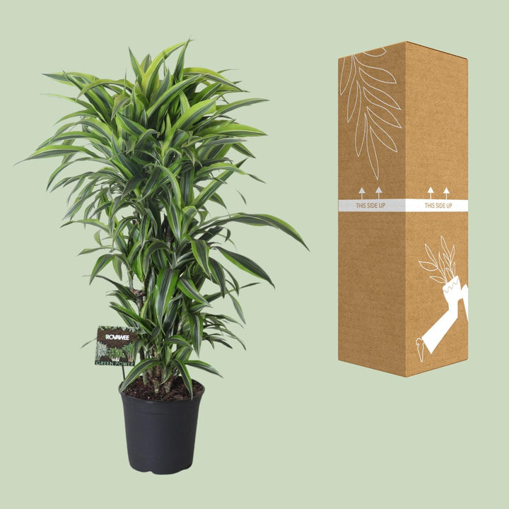 Dracaena Fragrans Lemon Lime 120cm styled in an Irish home interior