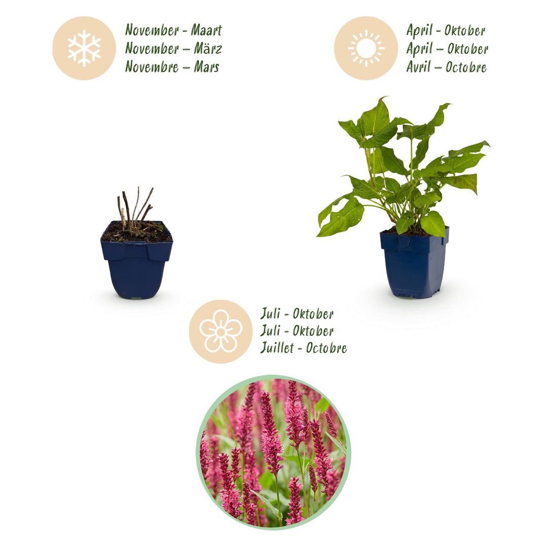 24 Persicaria amplexicaulis plants in 11cm pots, 15-25cm tall - view 4
