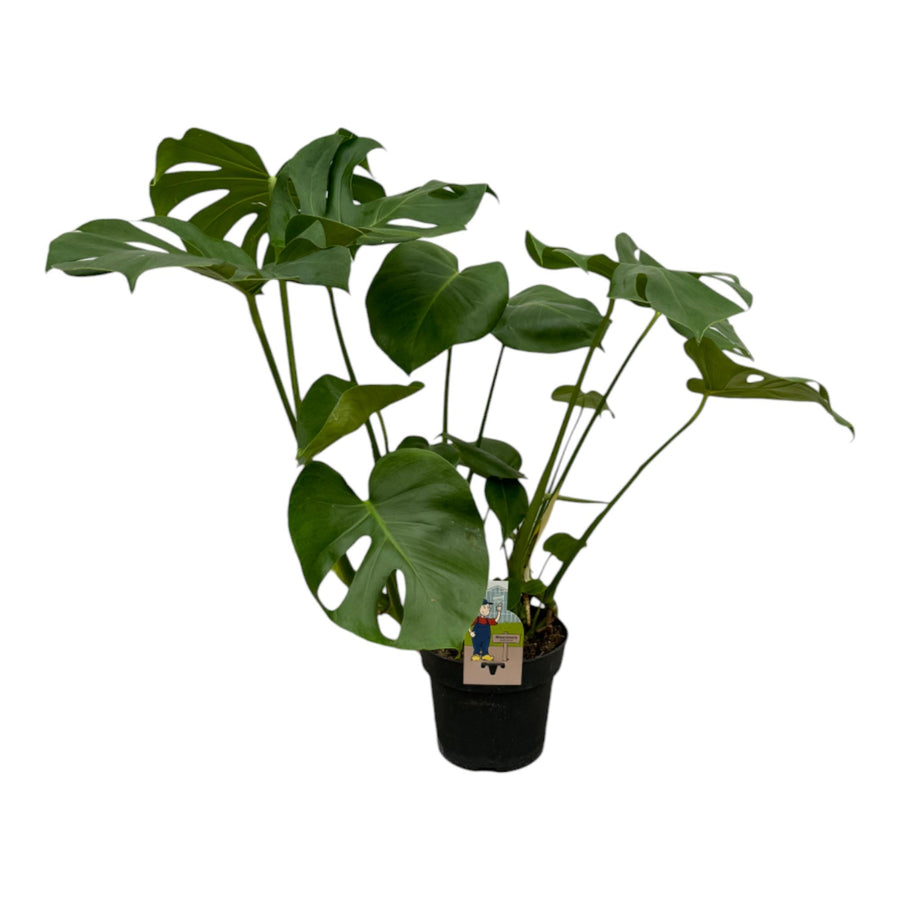 Large green Monstera Deliciosa Swiss Cheese Plant with fenestrated leaves by Everspring, ideal for indoor spaces.