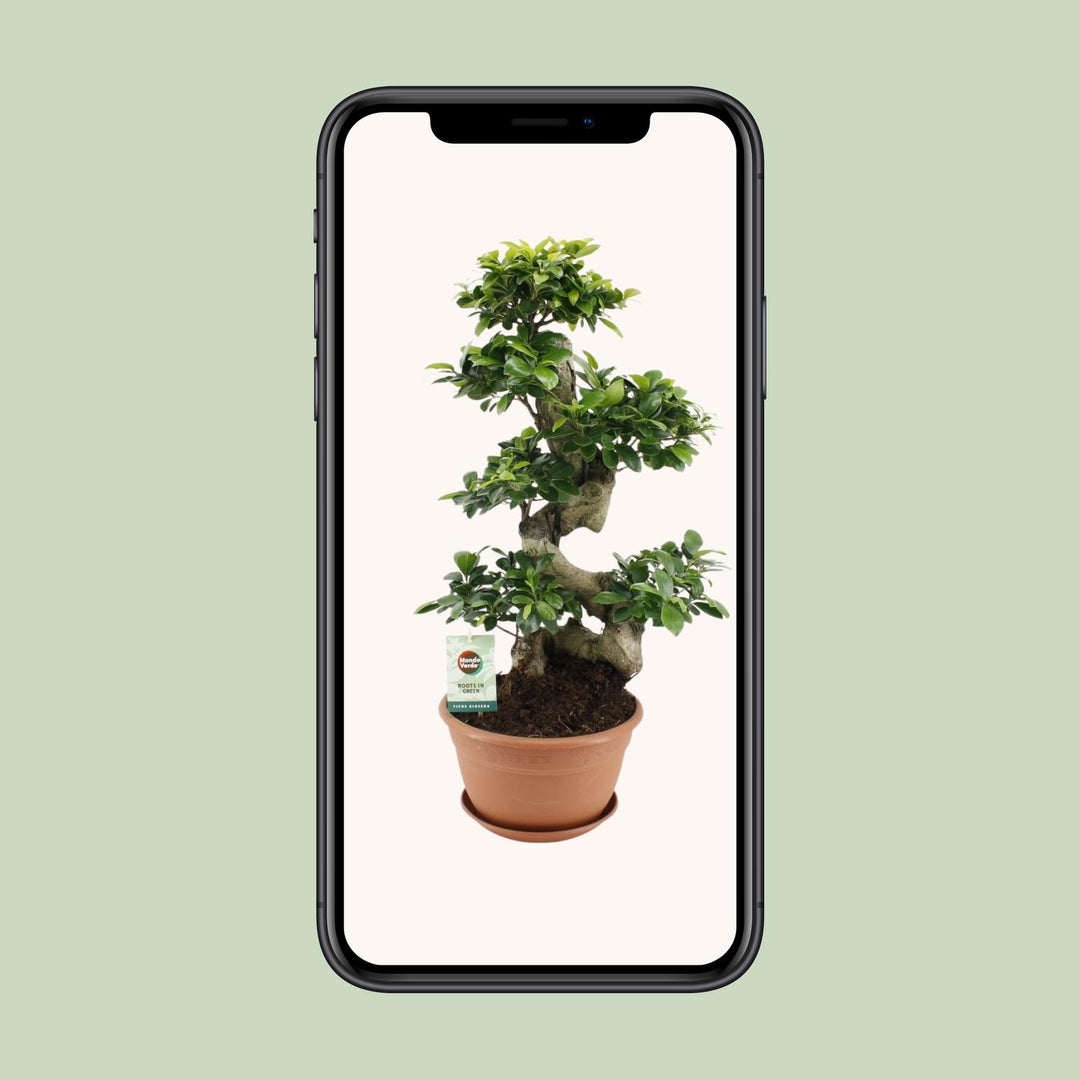 Ficus Ginseng Bonsai Tree 70cm - Indoor Plant with 27cm Pot