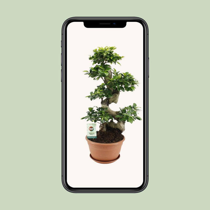 Ficus Ginseng Bonsai Tree 70cm - Indoor Plant with 27cm Pot