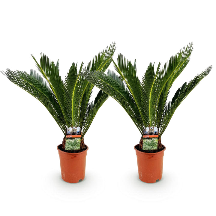 Sago Palm (Cycas revoluta), detail view 1